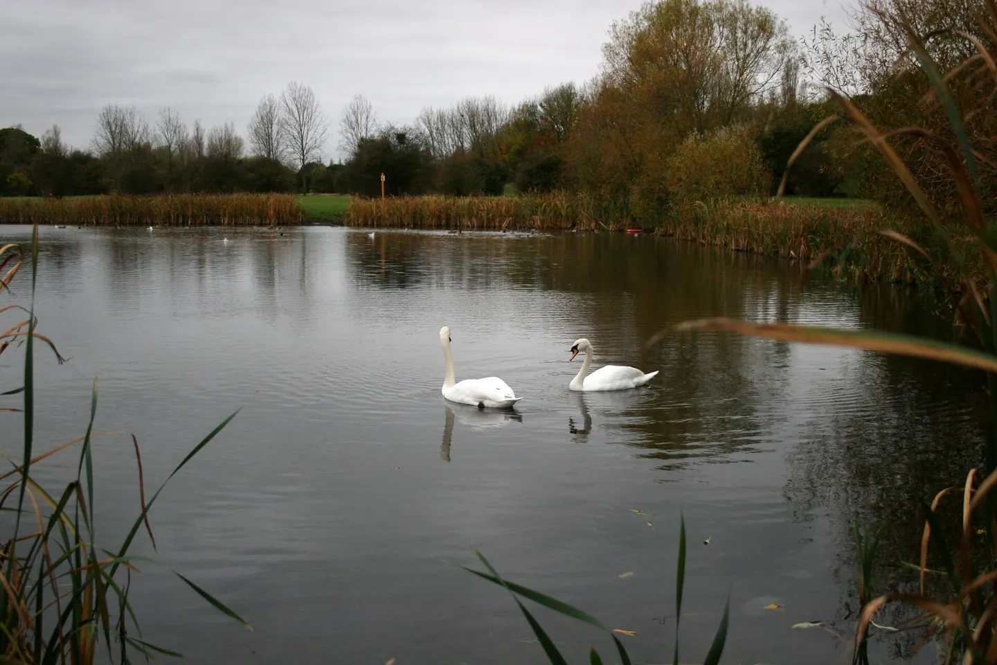 Swans on the lake at Gloucester Park, Basildon