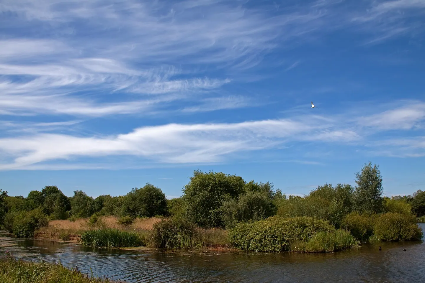 Swans on Swan Pool, Sandwell Valley Country Park, West Bromwich